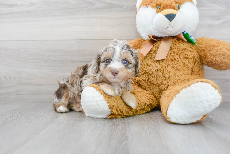 Best Mini Aussiedoodle Baby