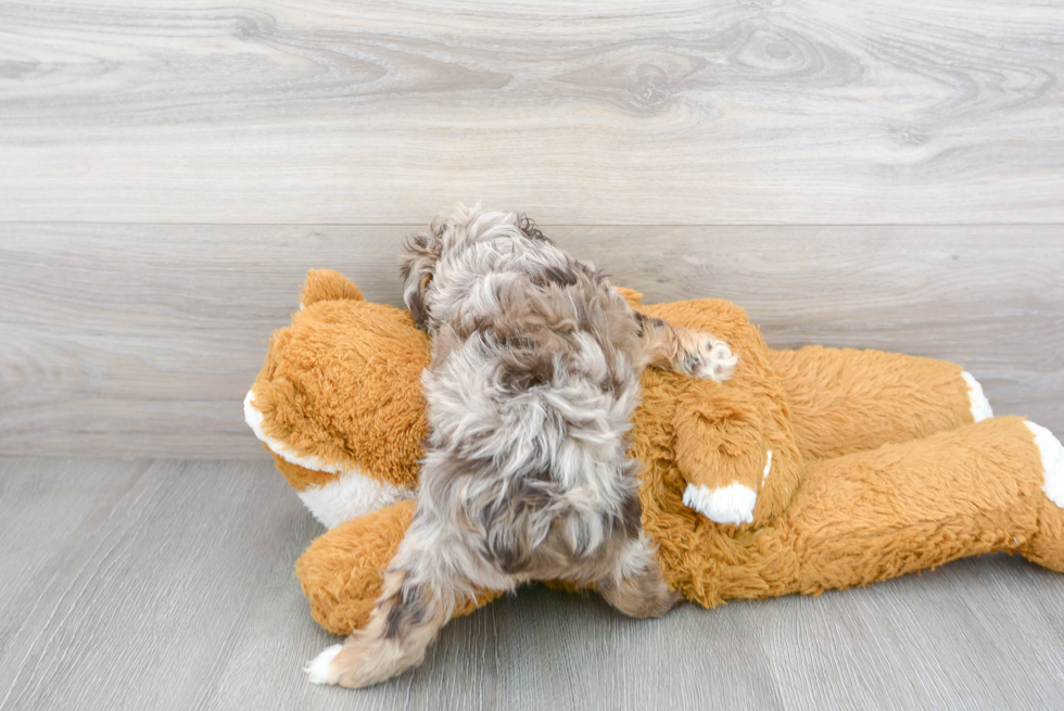 Funny Mini Aussiedoodle Poodle Mix Pup