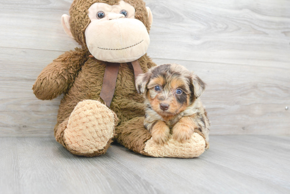 Mini Aussiedoodle Pup Being Cute