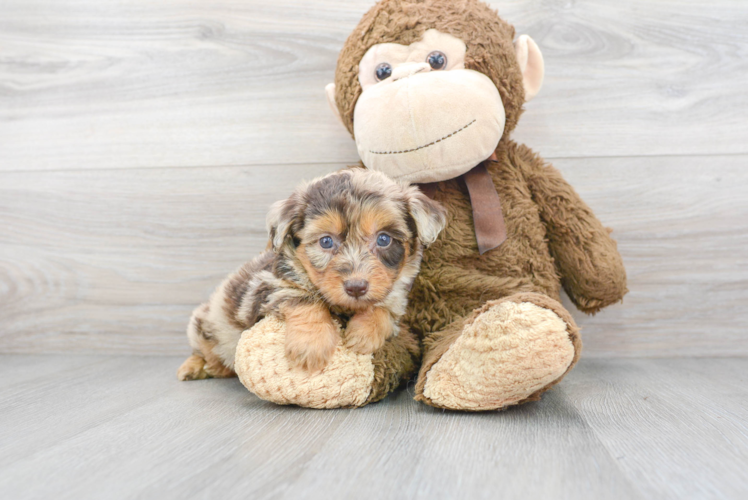 Energetic Aussiepoo Poodle Mix Puppy