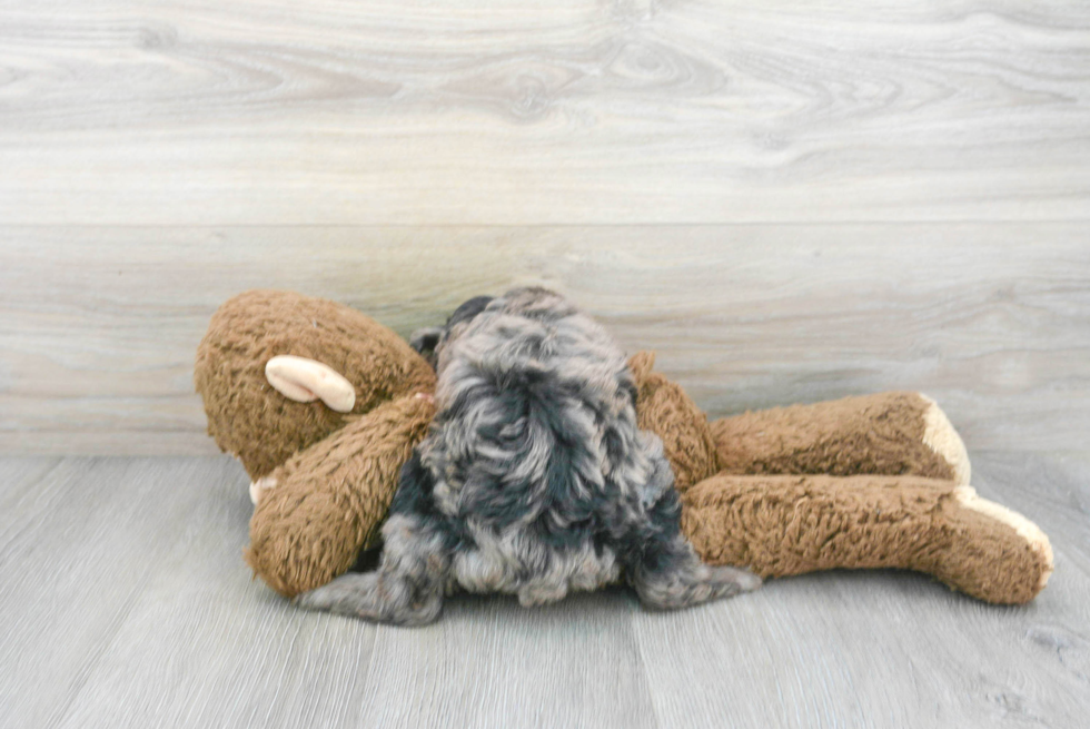 Best Mini Aussiedoodle Baby