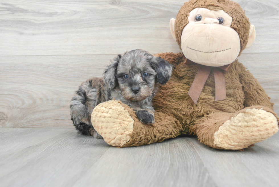 Popular Mini Aussiedoodle Poodle Mix Pup