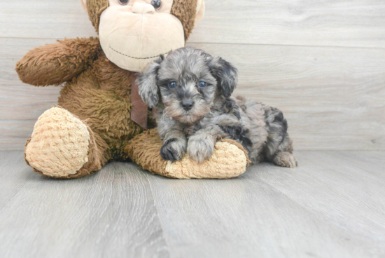 Happy Mini Aussiedoodle Baby