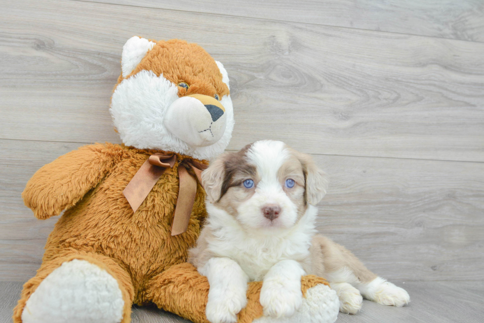 Mini Aussiedoodle Pup Being Cute