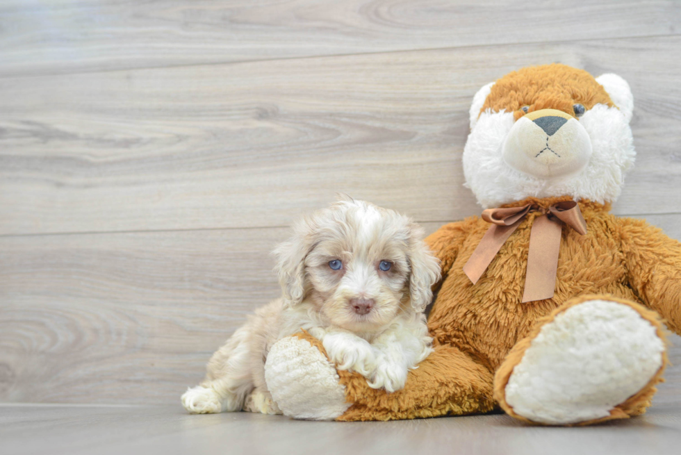 Best Mini Aussiedoodle Baby