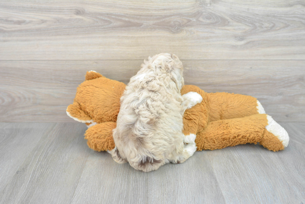 Popular Mini Aussiedoodle Poodle Mix Pup