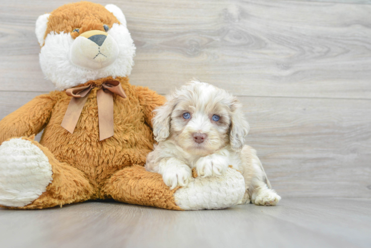 Mini Aussiedoodle Puppy for Adoption