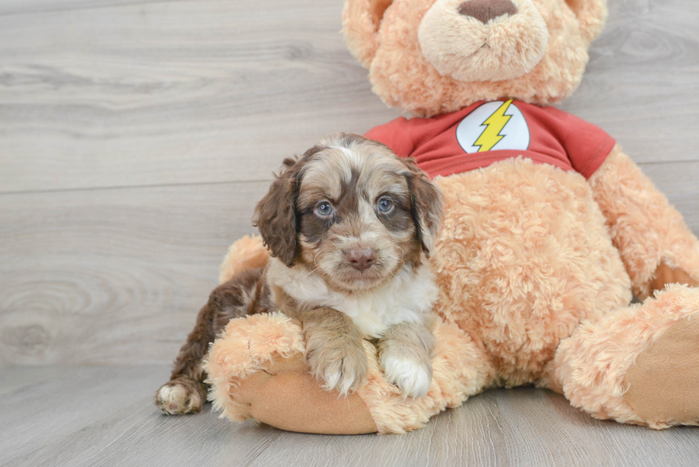 Best Mini Aussiedoodle Baby