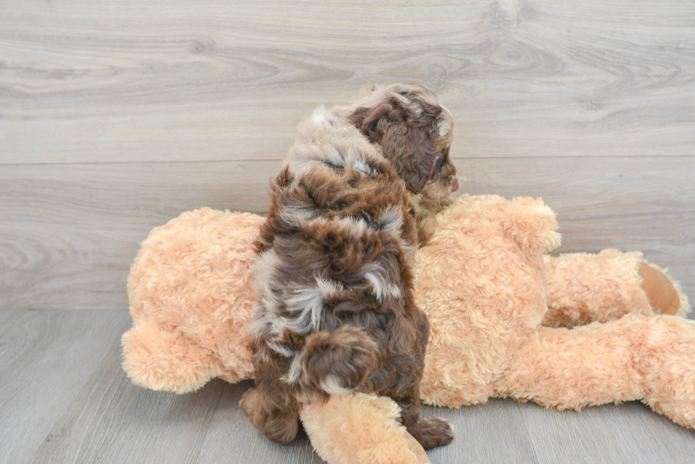 Mini Aussiedoodle Pup Being Cute