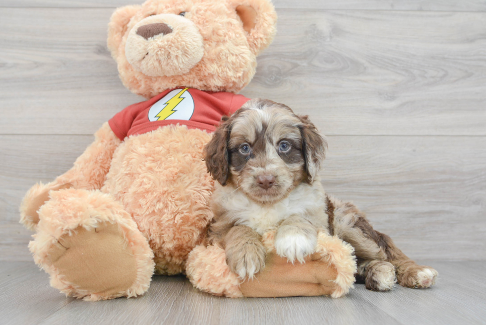 Mini Aussiedoodle Puppy for Adoption