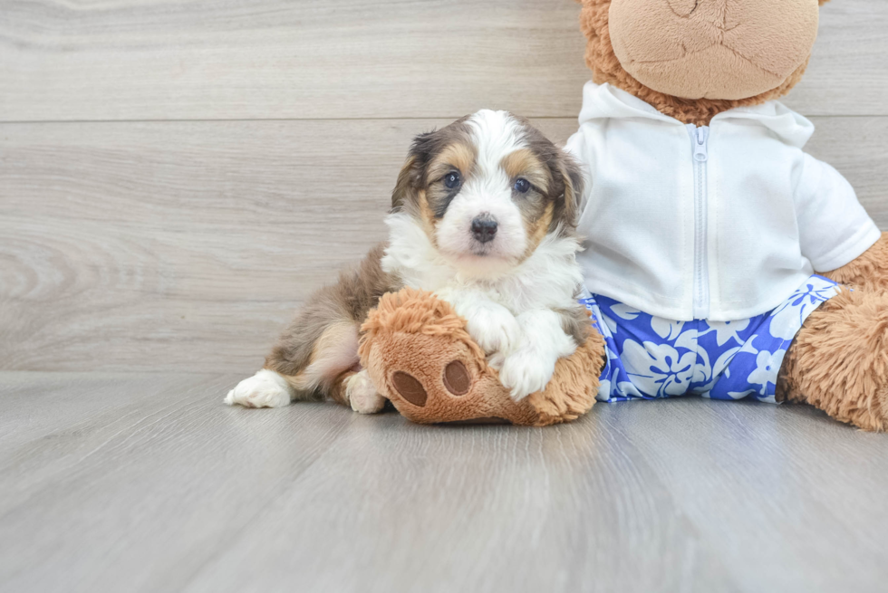 Mini Aussiedoodle Puppy for Adoption