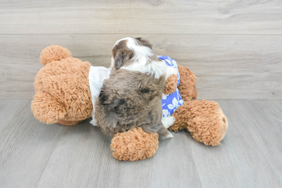 Hypoallergenic Aussiepoo Poodle Mix Puppy