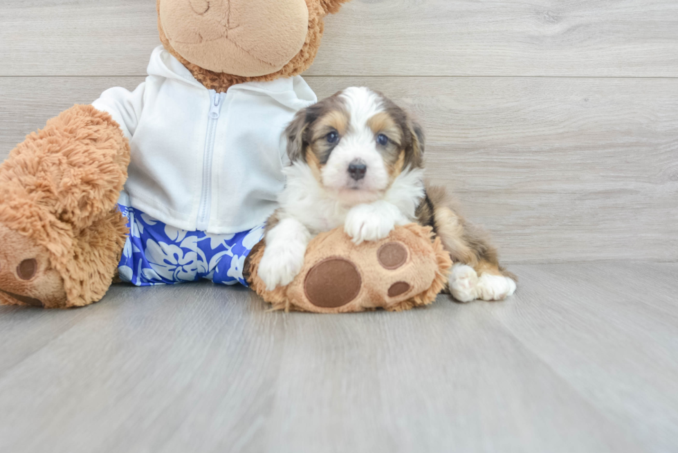 Small Mini Aussiedoodle Baby