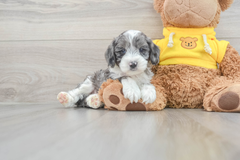 Mini Aussiedoodle Pup Being Cute