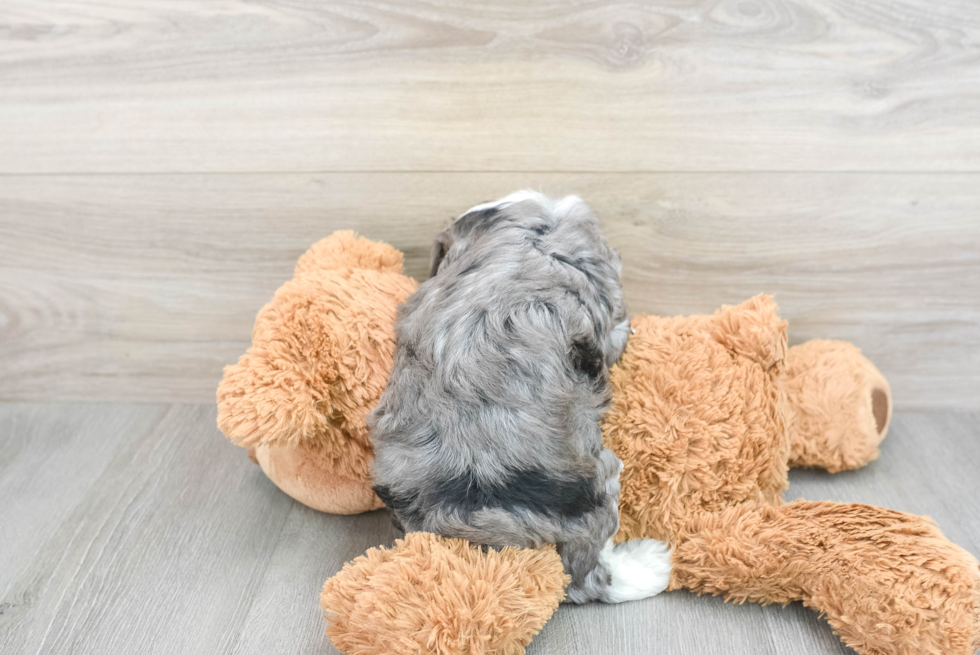 Mini Aussiedoodle Pup Being Cute