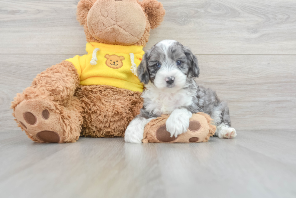 Mini Aussiedoodle Pup Being Cute