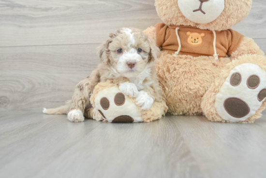 Little Aussiepoo Poodle Mix Puppy