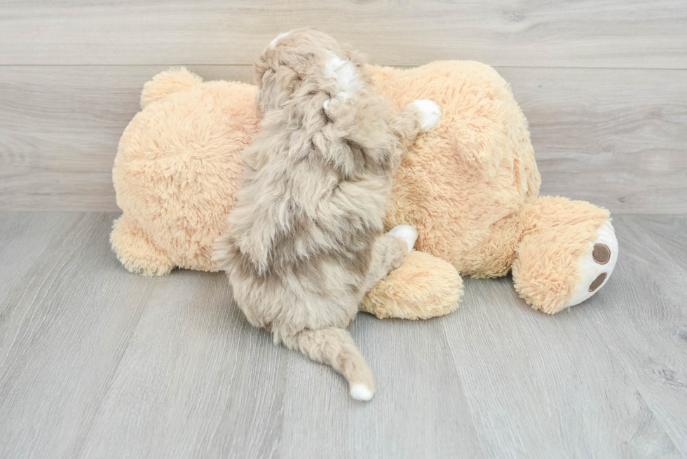 Mini Aussiedoodle Puppy for Adoption