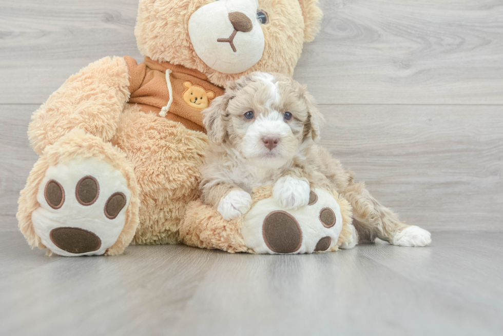 Fluffy Mini Aussiedoodle Poodle Mix Pup