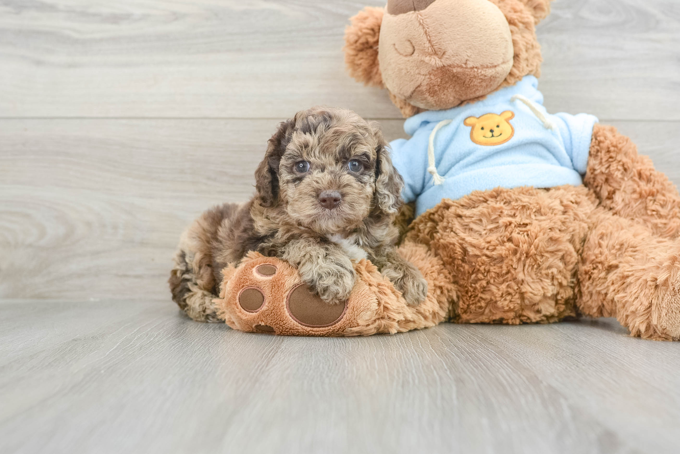 Best Mini Aussiedoodle Baby
