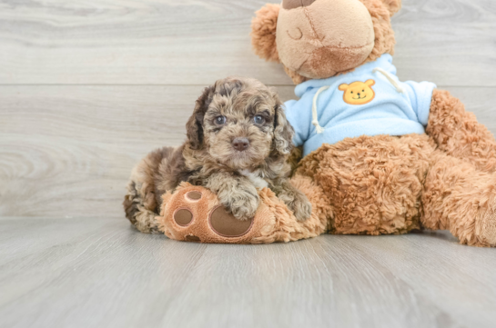 Best Mini Aussiedoodle Baby