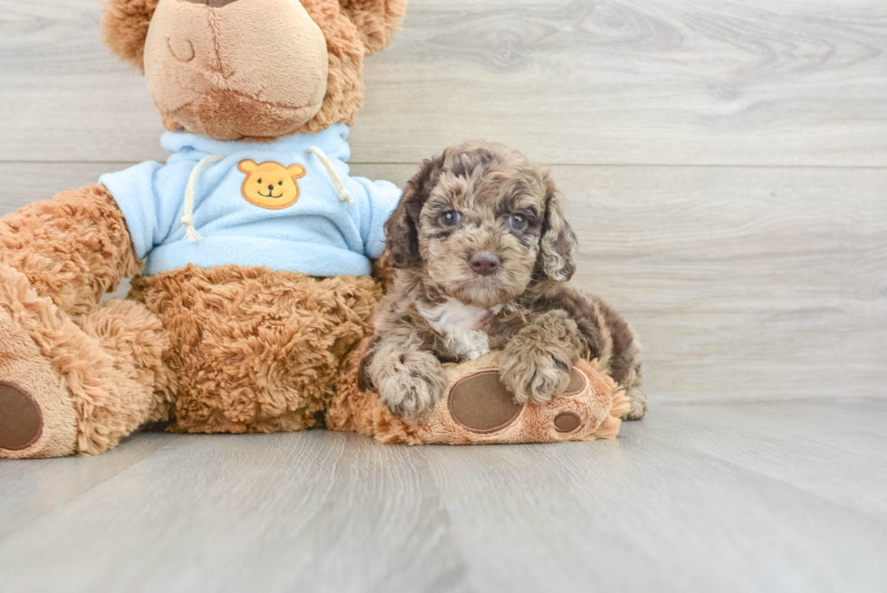 Mini Aussiedoodle Puppy for Adoption