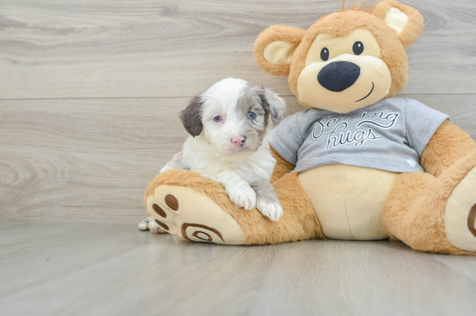 5 week old Mini Aussiedoodle Puppy For Sale - Premier Pups