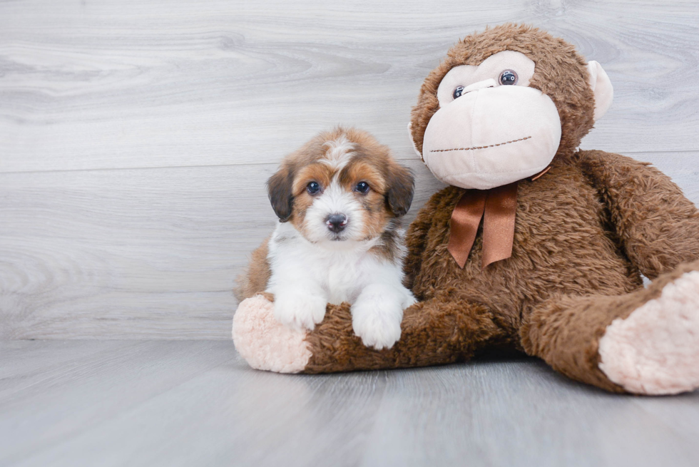 Best Mini Aussiedoodle Baby