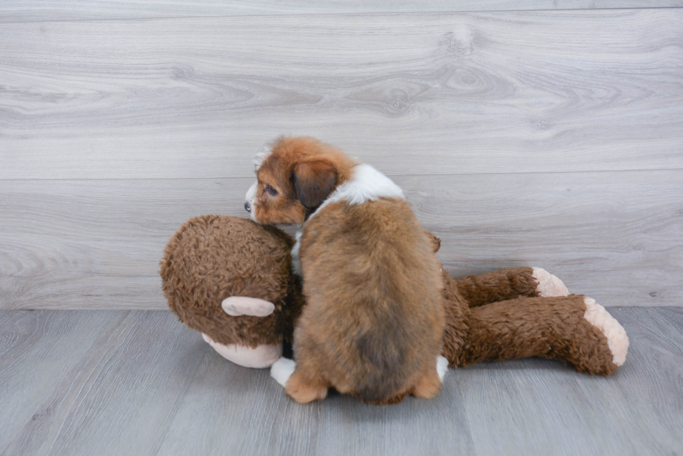 Best Mini Aussiedoodle Baby