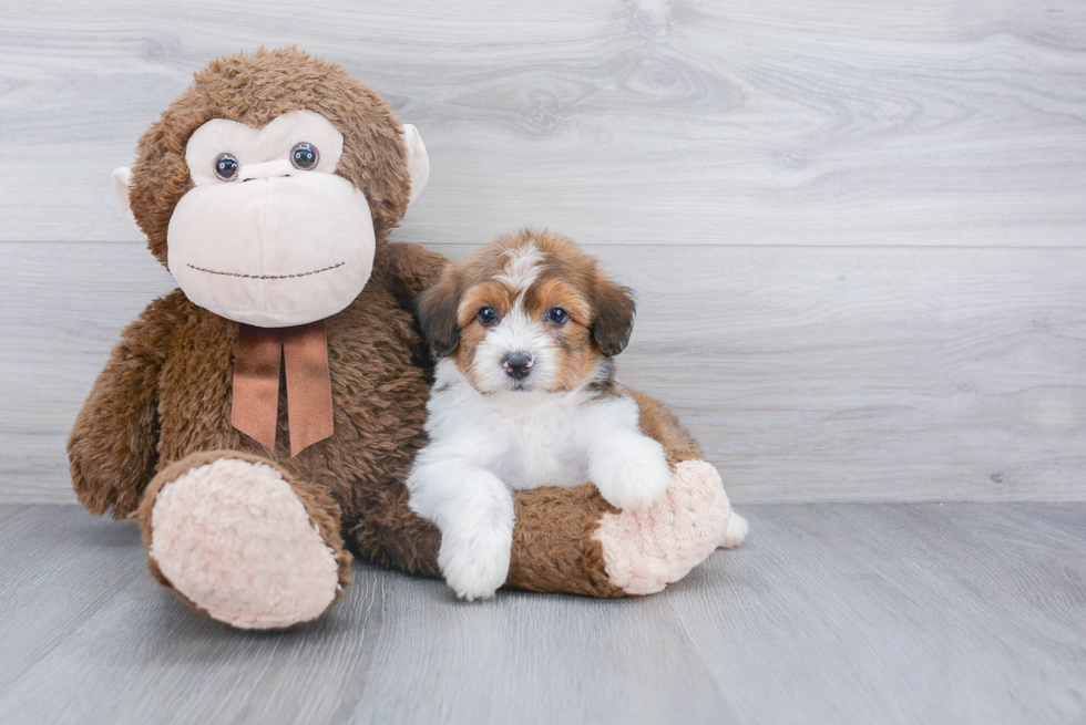 Adorable Aussiepoo Poodle Mix Puppy