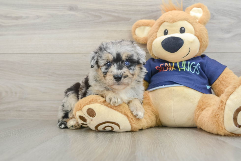 Energetic Aussie Poo Poodle Mix Puppy