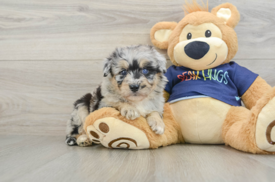 Energetic Aussie Poo Poodle Mix Puppy