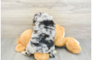 Mini Aussiedoodle Puppy for Adoption