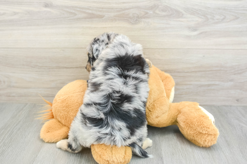 Mini Aussiedoodle Puppy for Adoption