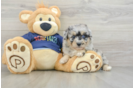 Mini Aussiedoodle Puppy for Adoption