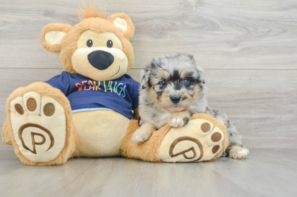 Mini Aussiedoodle Puppy for Adoption