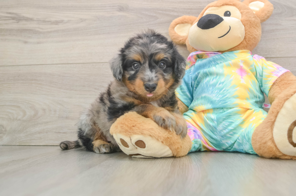5 week old Mini Aussiedoodle Puppy For Sale - Premier Pups