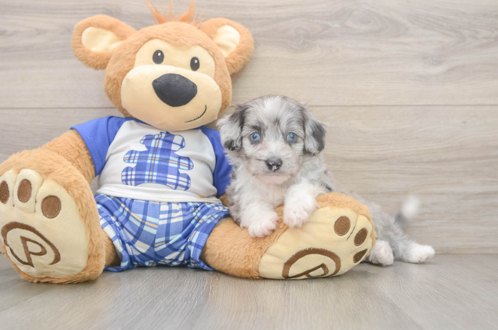 5 week old Mini Aussiedoodle Puppy For Sale - Premier Pups