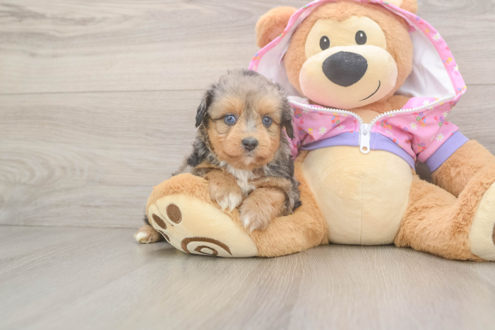 Funny Mini Aussiedoodle Poodle Mix Pup