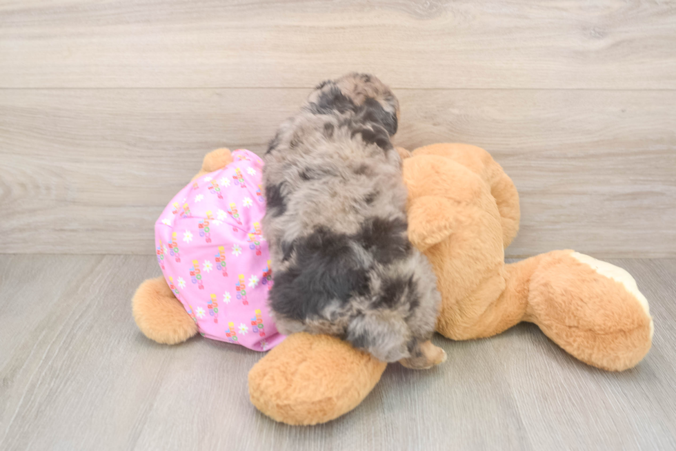 Sweet Mini Aussiedoodle Baby