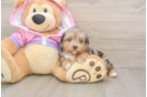 Best Mini Aussiedoodle Baby