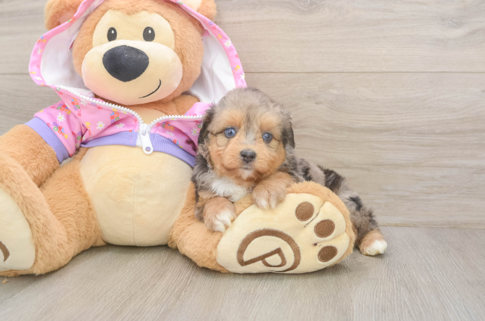 5 week old Mini Aussiedoodle Puppy For Sale - Premier Pups
