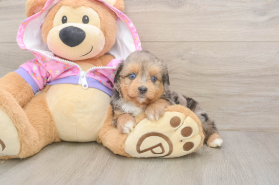 Best Mini Aussiedoodle Baby