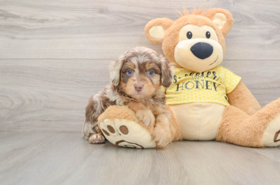Cute Mini Aussiedoodle Baby