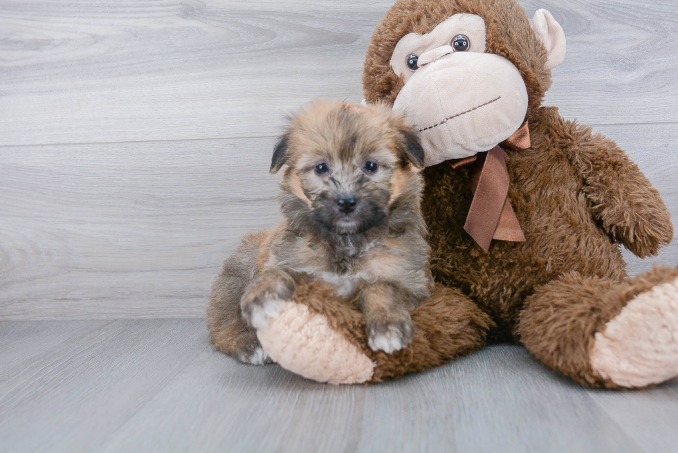 Best Mini Aussiedoodle Baby