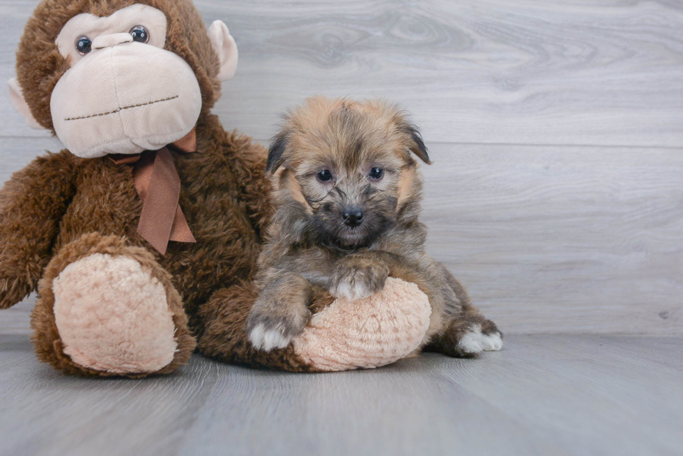 Mini Aussiedoodle Puppy for Adoption