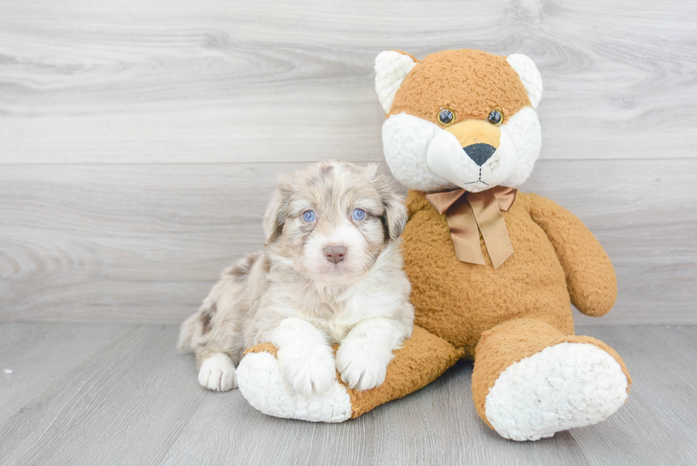 Hypoallergenic Aussiepoo Poodle Mix Puppy