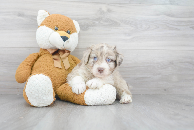 Mini Aussiedoodle Puppy for Adoption