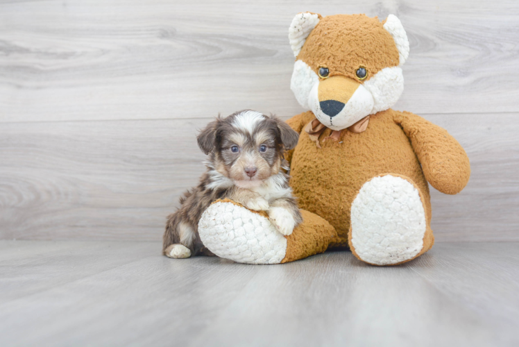 Friendly Mini Aussiedoodle Baby