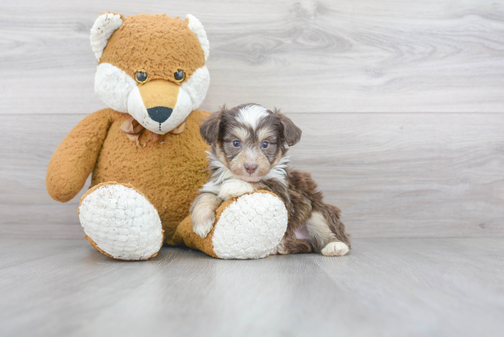 Mini Aussiedoodle Pup Being Cute